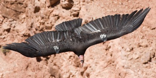 California condor: How conservationists rescued a bird that was lost in time