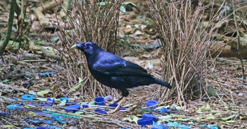 The surprising evolutionary link between bowerbirds and human art