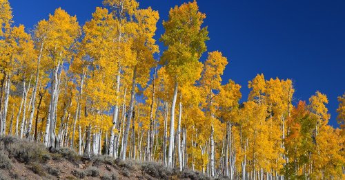 Pando, the world's largest organism, has stopped growing