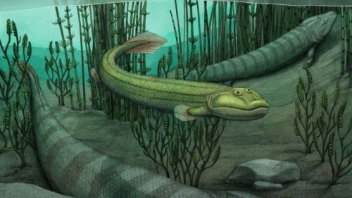 Meet Qikiqtania, a fossil fish who stayed in the water while others ventured onto land