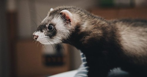 Why physicists tried to put a ferret in a particle accelerator