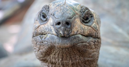 Why do tortoises live so long? It's the shell