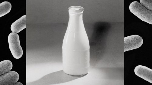 The 19th-century milk scandal that killed thousands of babies