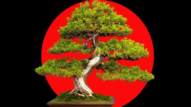 The secret philosophy of cultivating a bonsai tree
