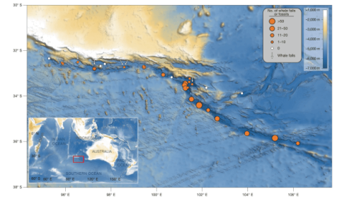 Inside the world's largest, deepest, and oldest whale graveyard