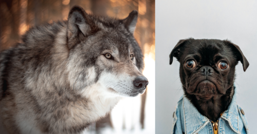 The "mean wolf to friendly dog" domestication story might be wrong