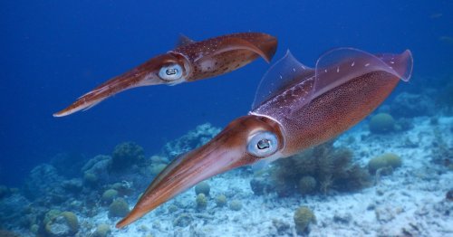 Watch as video shows squid turning translucent at the moment of death. Here's the science of why
