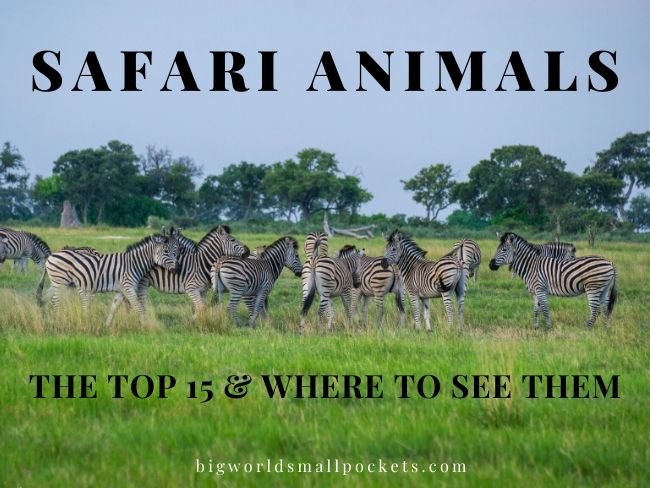Top 15 Safari Animals + Where Best to Spot Them