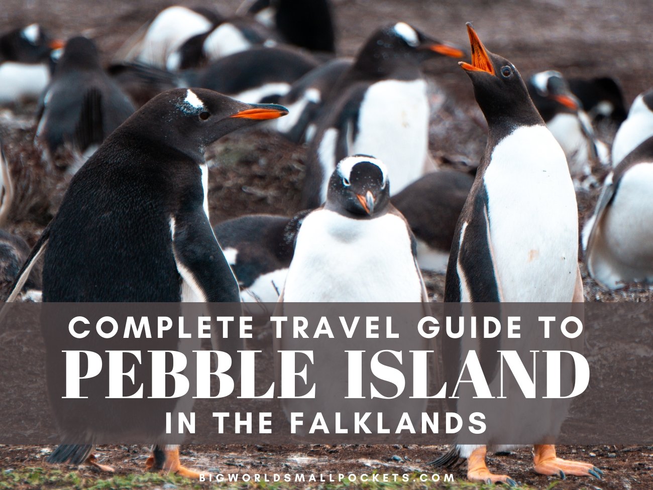 All You Need to Know About Visiting Pebble Island