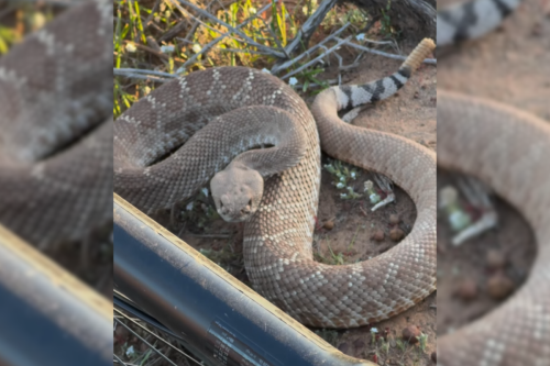 Mountain Biker Has Close Call With Rattlesnake In San Diego