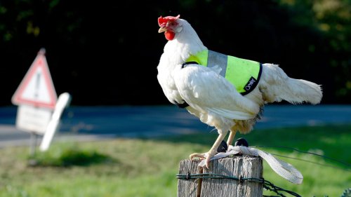 Hühner in Berlin sollen Warnwesten anziehen!