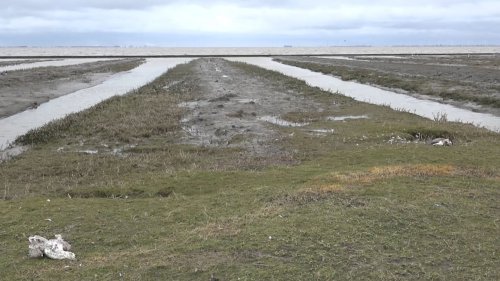 Hunderte tote Wildvögel im Kreis Leer
