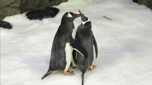 Schwules Pinguin-Paar feiert 3-Jähriges!