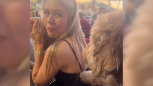 Hund &bdquo;fragt&ldquo; nach Baseball-Snack