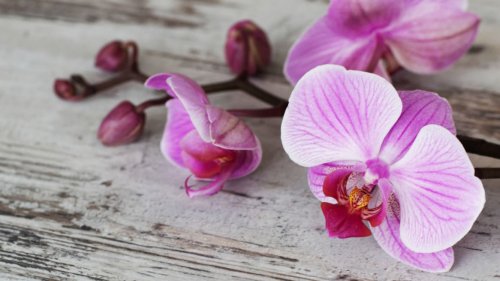 Orchideen richtig einpflanzen, gießen, düngen und umtopfen | Leben & Wissen