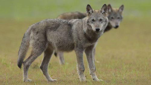 Verbände fordern Schieß-Befehl auf Wölfe!