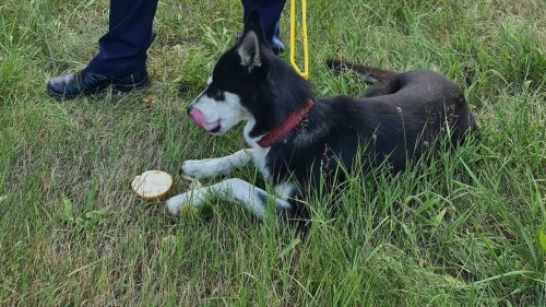 Polizei lockt Hund mit Wurstbrot 