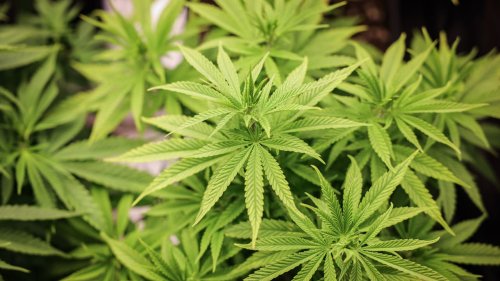 Aus Cannabis: Neues Medikament soll bei chronischen Schmerzen helfen | Leben & Wissen