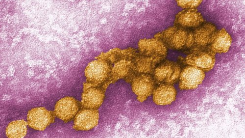 West-Nil-Virus breitet sich in Deutschland aus