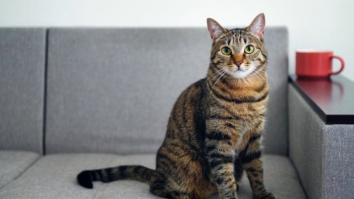 Ist es hygienisch, wenn Katzen sich mit ihrem Hinterteil überall hinsetzen?
