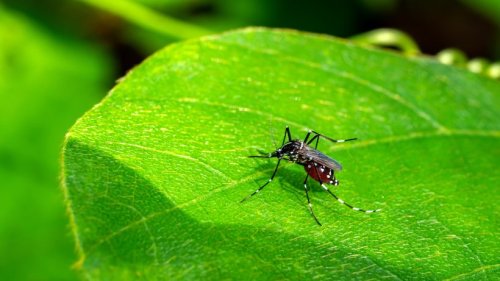 Abwehr ohne Chemie: 7 Pflanzen gegen Stechmücken