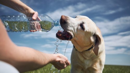 Wenn's zu heiß wird: So können Sie Ihrem Hund bei Hitze helfen