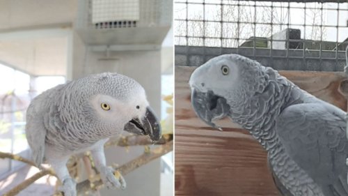 Verliebtes Papageien-Duo: Wer will Clara & Graupi eine 2. Chance geben?