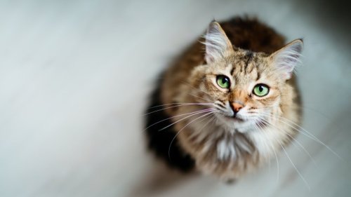 Rekordverdächtige Rentnerin – "Flossie" ist offiziell die älteste Katze der Welt
