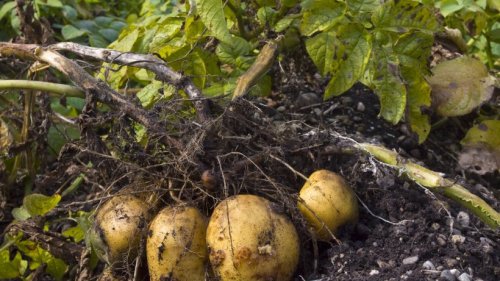 Giftpflanze des Jahres 2022: Warum es unsere heiß geliebte Kartoffel geworden ist