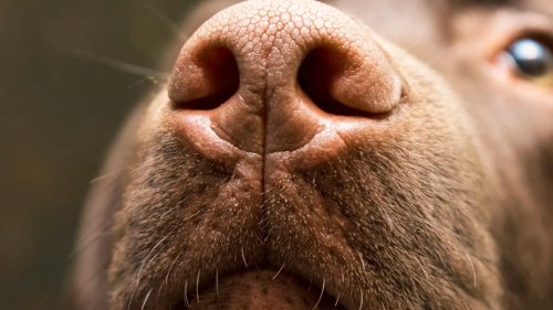 Schneller als PCR-Test – Hunde erschnüffeln das Coronavirus am Geruch