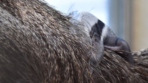 Nachwuchs im Zoo: So süß ist das Ameisenbär-Baby