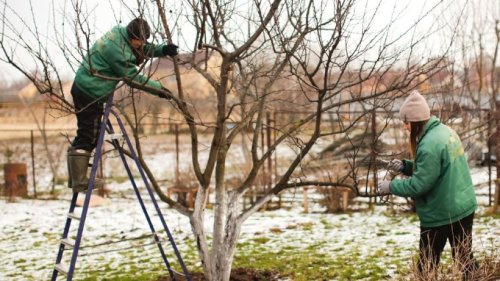Gartenarbeit im Januar: Die Winterruhe richtig nutzen