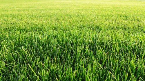 Irre Idee aus den USA: So wirkt der Rasen grün und frisch