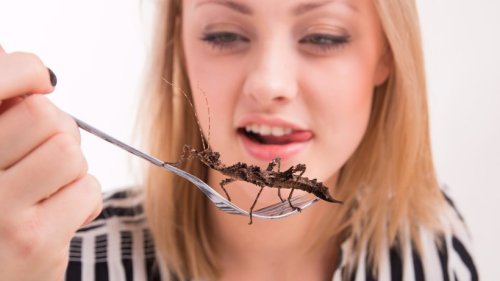 Grillen, Käfer und Co.? Die EU erlaubt Insekten in Nahrung