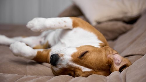 DAS sagt die Schlafposition Ihres Hundes über dessen Wohlergehen aus