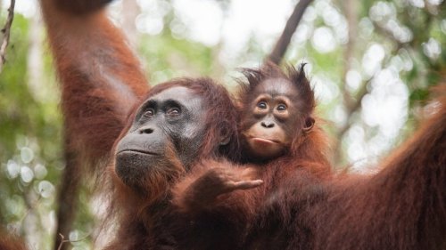 Süßes Orang-Utan-Baby kommt im Dortmunder Zoo zur Welt