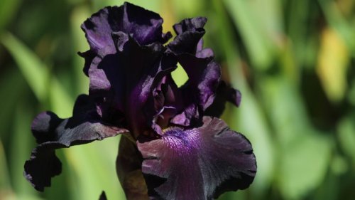 Schwarze Blumen: So gestalten Sie Ihren Garten mit der dunklen Farbe elegant