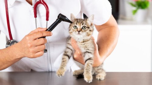 7 Krankheiten, die häufig bei Katzen auftreten