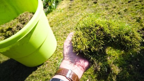 Was hilft gegen Moos im Rasen?