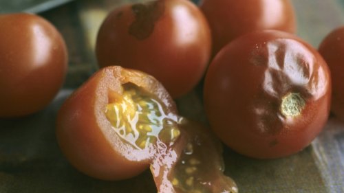 Braunfäule bei Tomaten: Das ist die Ursache, das können Sie jetzt tun!