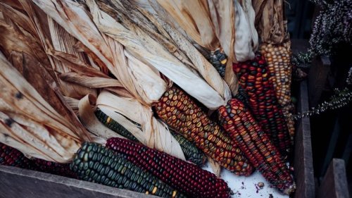 Warum wurde Mais zum Gemüse des Jahres 2022 gewählt?