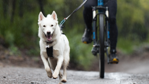 Fahrradfahren mit dem Hund: So macht es beiden Spaß!