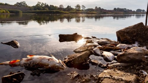 Fischsterben in der Oder: Bergbau-Konzern soll für die Katastrophe verantwortlich sein
