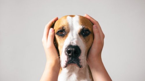 Bundesweiter Warntag: Mit diesen Tipps schützen Sie Ihr Haustier vor dem Sirenenlärm