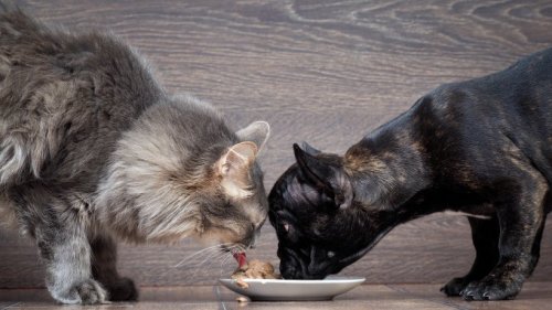 Gefahr: Welche Lebensmittel tabu für Hund und Katze sind