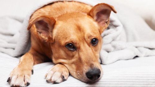 6 Tipps, mit denen Sie Ihren überdrehten Hund beruhigen