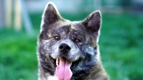 Majestätischer Akita: Wer will Hund Dagobert eine 2. Chance geben?