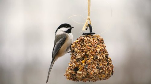 Futterglocke selbst machen: So einfach bauen Sie einen Futterplatz für Vögel