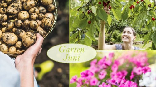 Gartenarbeit im Juni: Das steht jetzt an!