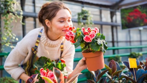 Lang blühende Balkon- und Gartenpflanzen: Diese Blumen tragen bis in den Herbst hinein Blüten